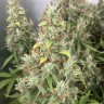 семена конопли марихуаны New York Diesel feminised Ganja Seeds