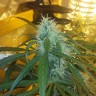 семена конопли гидропоники Ultra Power Plant feminised Victory Seeds