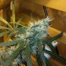 семена конопли дешево Ultra Power Plant feminised Victory Seeds