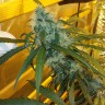 мощные семена конопли Ultra Power Plant feminised Victory Seeds