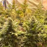 семена конопли Auto Banana Punch feminised Ganja Seeds