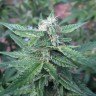 семена конопли недорого Auto Haze feminised Ganja Seeds