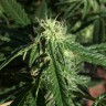семена конопли в оригинальных упаковках Auto Haze feminised Ganja Seeds