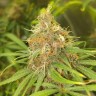 заказать на сайте семена конопли Black Domina feminised Ganja Seeds