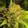 конопля семена сорта заказать Black Domina feminised Ganja Seeds