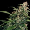 Семена каннабиса Tangerine feminised Ganja Seeds