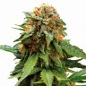Недорогие семена конопли Tangerine feminised Ganja Seeds