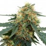Семена конопли Tangerine feminised Ganja Seeds