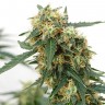Семена марихуаны Tangerine feminised Ganja Seeds