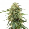 Семена каннабиса Tangerine feminised Ganja Seeds