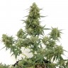 Качественные семена конопли Tangerine feminised Ganja Seeds