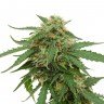 Недорогие семена конопли Tangerine feminised Ganja Seeds