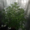 Семена конопли Tangerine feminised Ganja Seeds