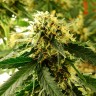 Семена конопли Tangerine feminised Ganja Seeds