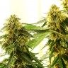 Недорогие семена конопли Tangerine feminised Ganja Seeds