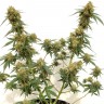 Качественные семена конопли Tangerine feminised Ganja Seeds