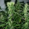 Семена конопли Tangerine feminised Ganja Seeds