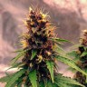 купить семенам конопли Auto Black Opium feminised Ganja Seeds