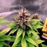 магазин семян конопли Auto Black Opium feminised Ganja Seeds