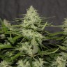 семена конопли в фирменной упаковке White Widow feminised Victory Seeds