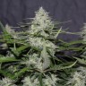 семена конопли интернет магазин White Widow feminised Victory Seeds