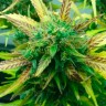 Семена конопли Think Fast feminised Ganja Seeds
