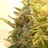Семена марихуаны Auto Dreamberry feminised Ganja Seeds
