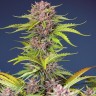 семена конопли интернете Auto Bruce Banner feminised Ganja Seeds