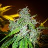 Семена конопли White Blueberry Pie feminised Ganja Seeds