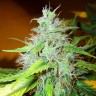 Семена марихуаны White Blueberry Pie feminised Ganja Seeds
