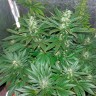 Купить семена марихуаны Auto White Widow CBD feminised Ganja Seeds