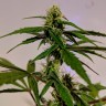 Семена каннабиса Auto White Widow CBD feminised Ganja Seeds