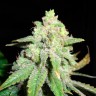 Семена марихуаны Auto White Widow CBD feminised Ganja Seeds