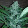 Семена каннабиса Auto Exodus Cheese CBD feminised Ganja Seeds