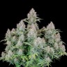 сайт семян конопли Auto Cinderella feminised Ganja Seeds