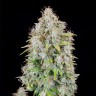 дешевые семена конопли Auto Cinderella feminised Ganja Seeds