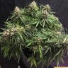 лучшие семена конопли Auto Cinderella feminised Ganja Seeds