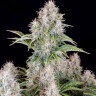 семена конопли в россии Auto Cinderella feminised Ganja Seeds
