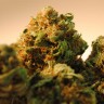 купить семена конопли Bubble Yam feminised