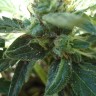 Качественные семена конопли White Gum feminised Ganja Seeds