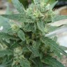 Недорогие семена конопли White Gum feminised Ganja Seeds