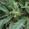Сорта конопли для новичков White Gum feminised Ganja Seeds