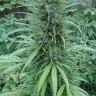 Семена марихуаны White Gum feminised Ganja Seeds