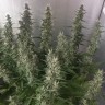 Качественные семена конопли White Gum feminised Ganja Seeds