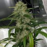 семена конопли сорта Auto Dos-Si-Dos feminised Ganja Seeds