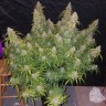 Семена каннабиса White Lavender feminised Ganja Seeds