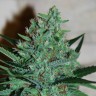 Недорогие семена конопли White Lavender feminised Ganja Seeds