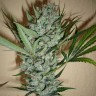 Семена конопли медицинских сортов White Lavender feminised Ganja Seeds