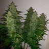 Семена конопли Auto Royal Gorilla feminised GanjaLiveSeeds
