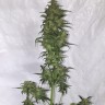 Семена марихуаны Auto Green Crack feminised Ganja Seeds